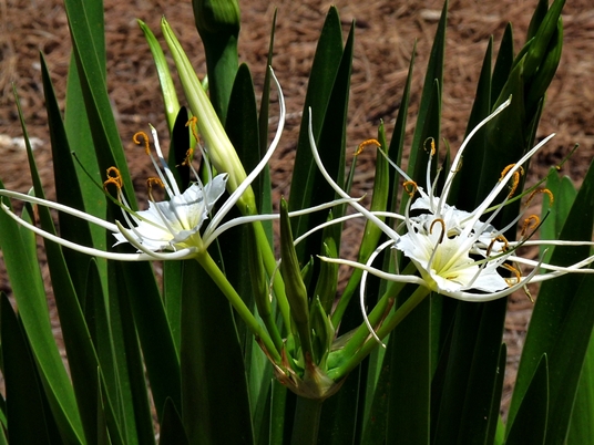 {Hymenocallis liriosme}